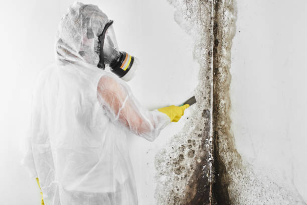 Trusted North Scituate, MA Mold Removal Experts