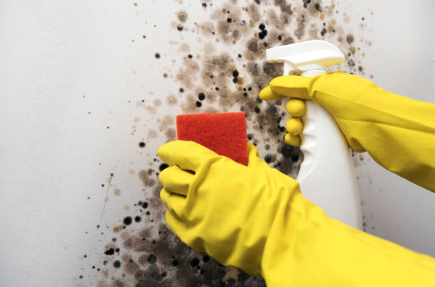 Best Black Mold Removal  in North Scituate, MA