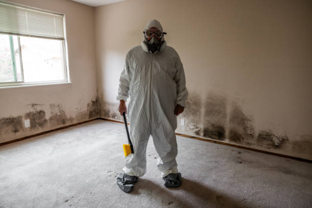 Best Mold Removal Specialists  in North Scituate, MA